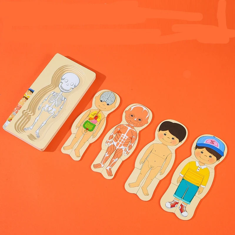 Anatomy Explorer Interactive Human Body Toy - Image 3