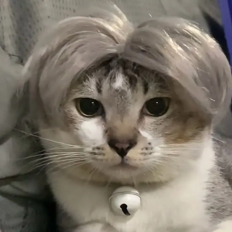 Auntie Style Funny Pet Wig - Image 5