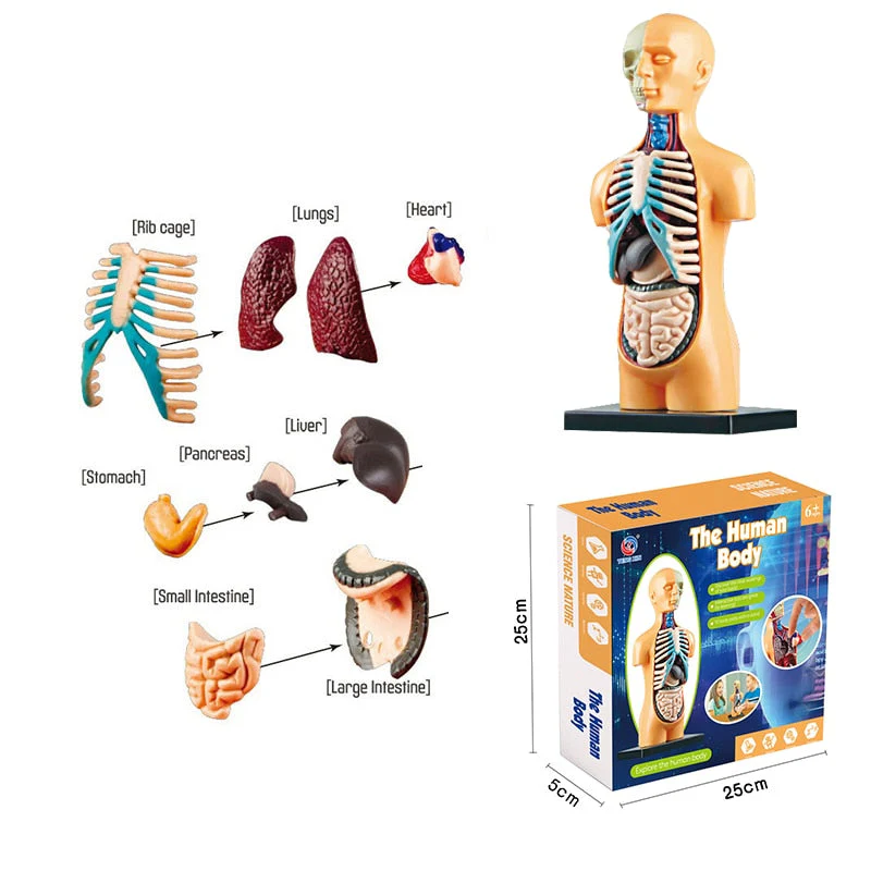 Educational Human Body Interactive Toy - Image 10
