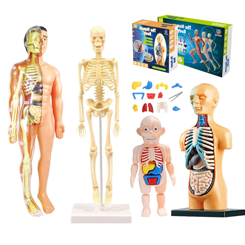 Educational Human Body Interactive Toy - Image 2