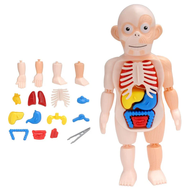 Educational Human Body Interactive Toy - Image 3