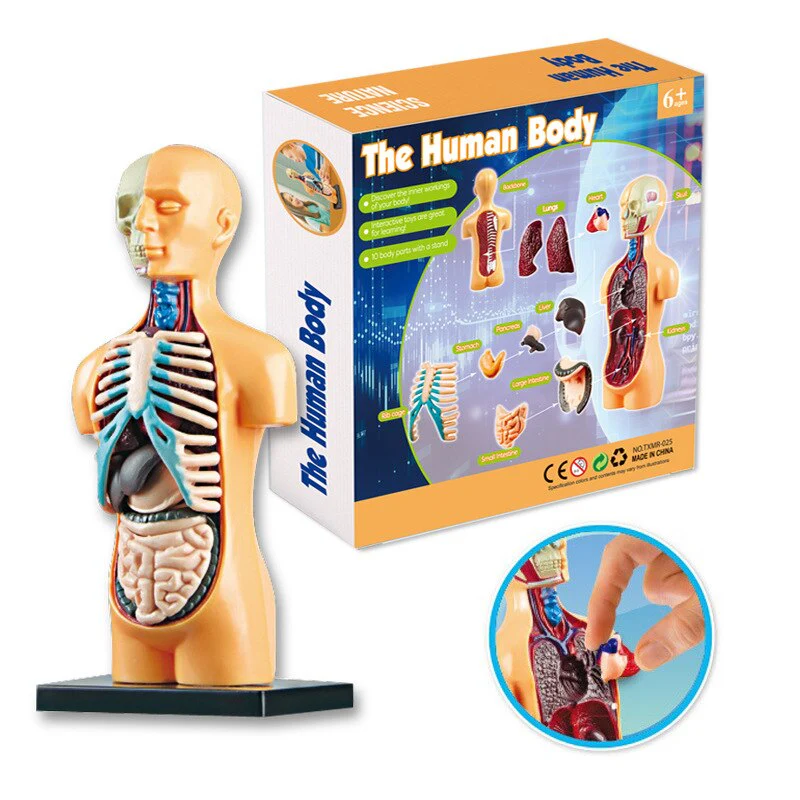 Educational Human Body Interactive Toy - Image 4