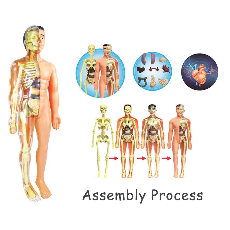 Educational Human Body Interactive Toy - Image 6