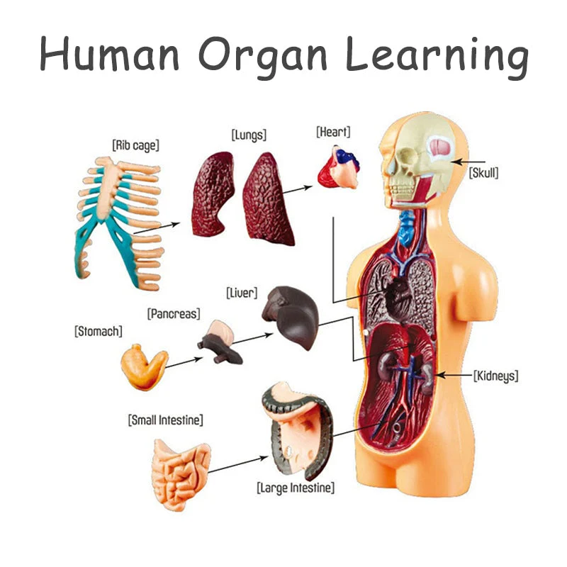 Educational Human Body Interactive Toy - Image 7