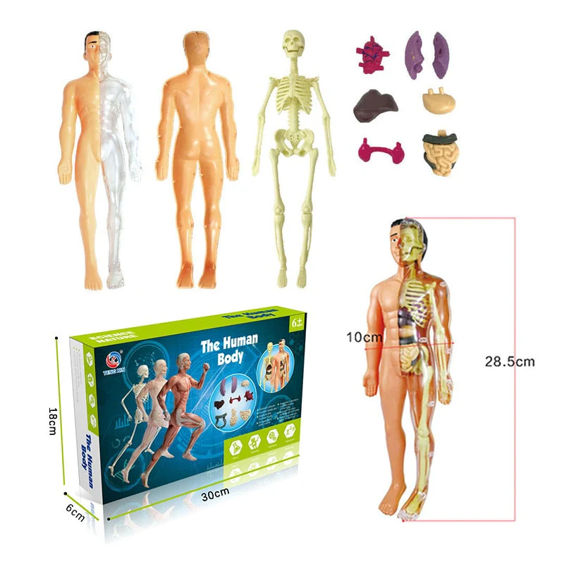 Educational Human Body Interactive Toy - Image 8