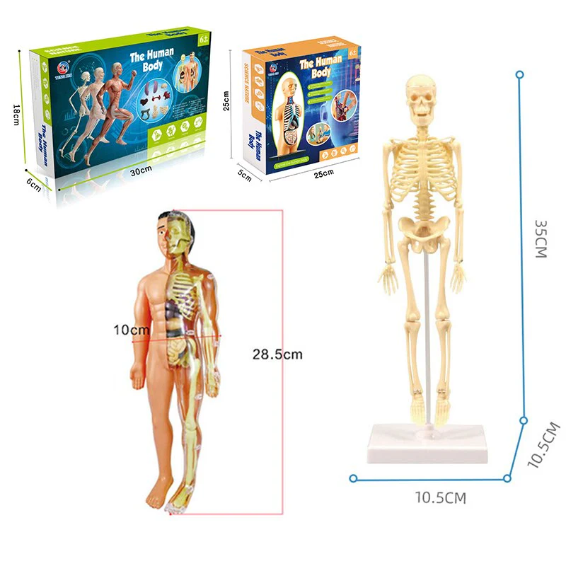Educational Human Body Interactive Toy - Image 9