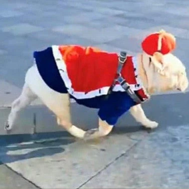 King Cute Pet Costume - Image 3