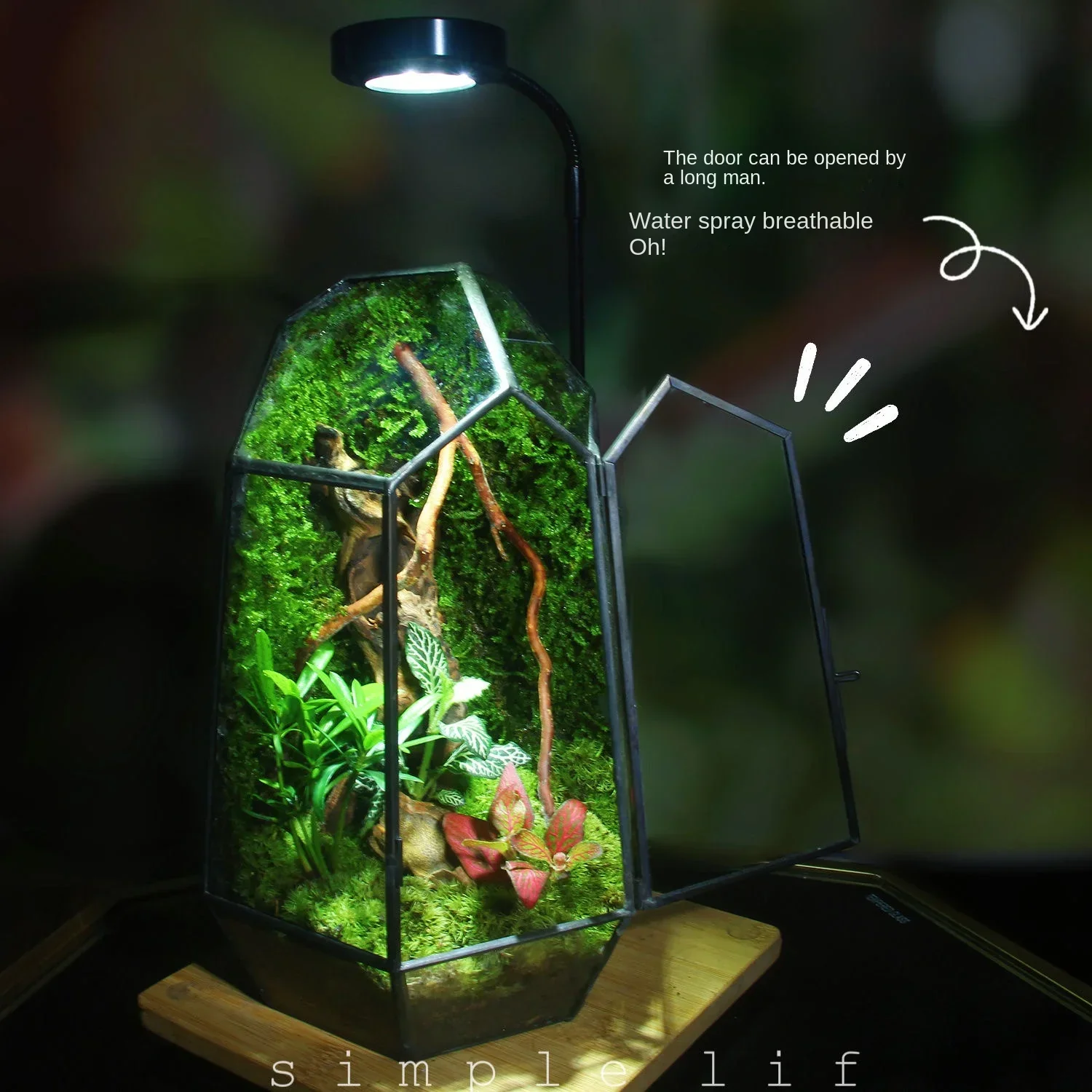 Modern Geometric Nature-Inspired Botanical Terrarium - Image 5