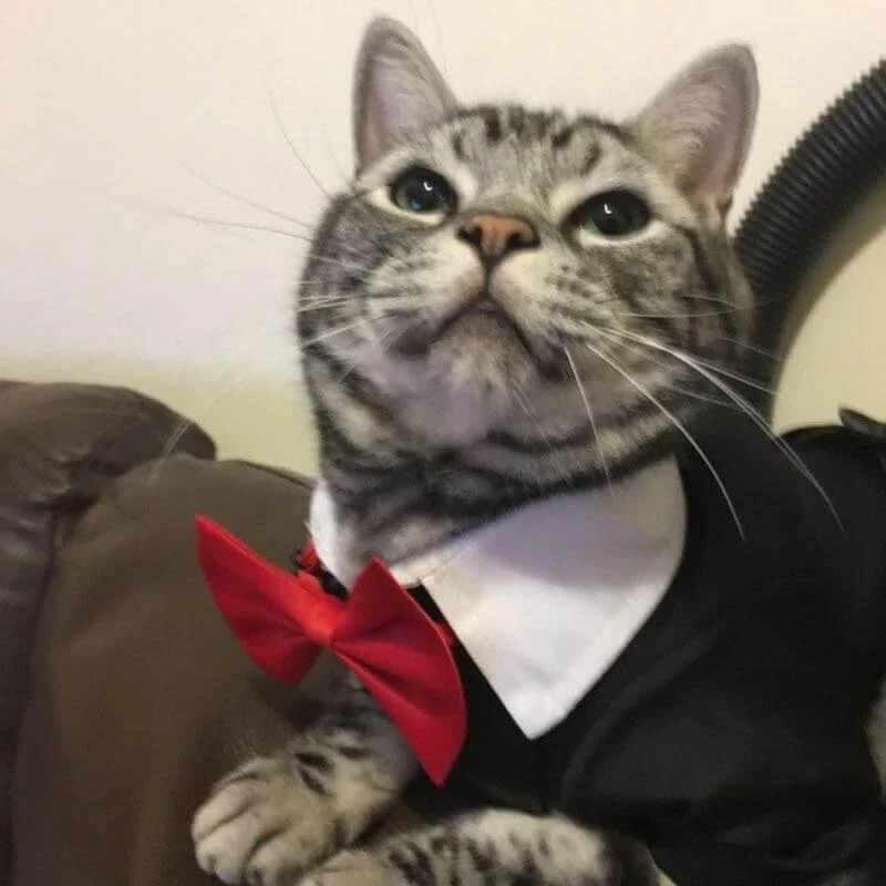 Pet Suit Costume - Image 6