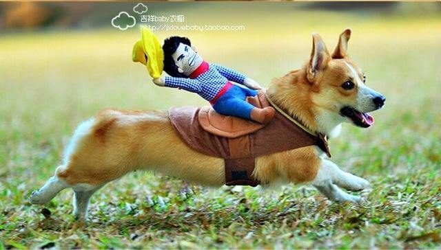 Riding Horse Dog Costume - Image 2