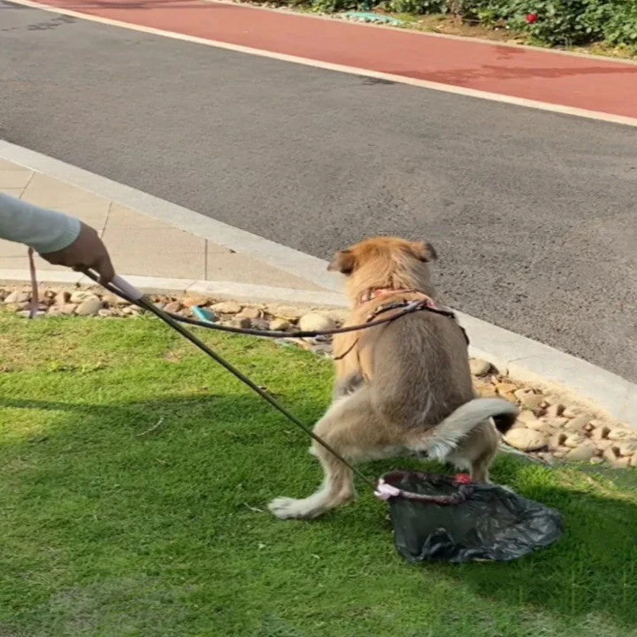 Telescopic Outdoor Pet Waste Scooper - Image 3